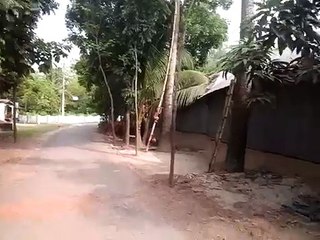 Riding tree of 2 years old boy(1)