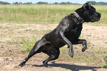 Top 5 Latest Ultimate Fighting Dogs of 2016