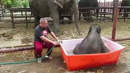 Cute_Baby_Elephant_enjoying_a_Bath