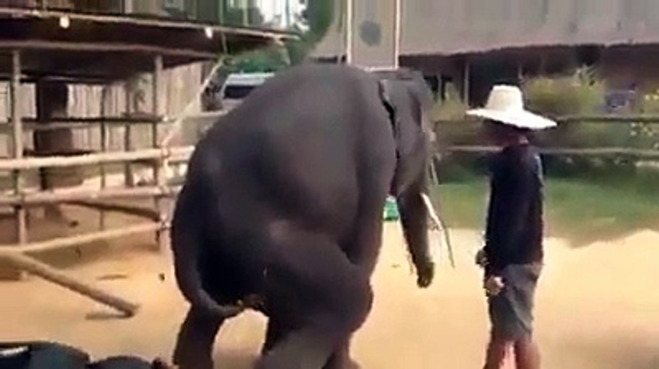 Dancing_elephent