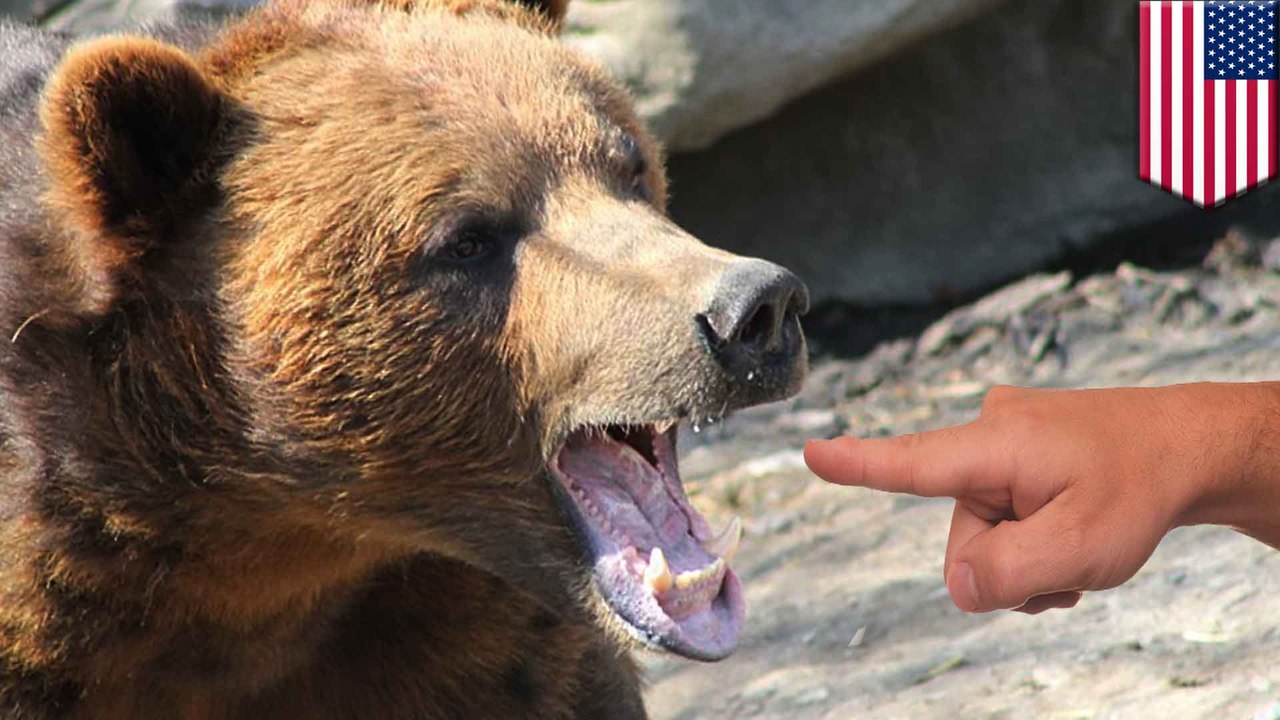 Bear hospitalizes drunk after he breaks into zoo