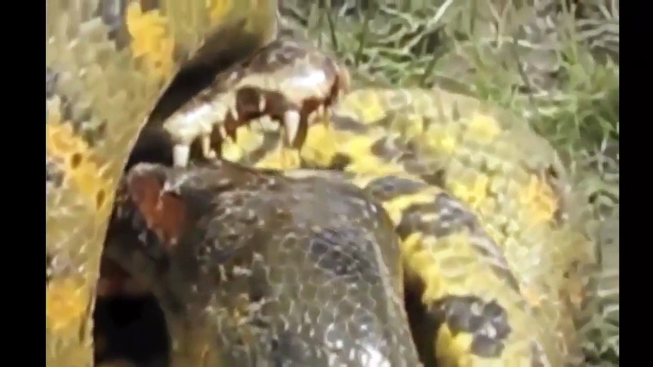 Anaconda vs Crocodile - Python vs Alligator compilation - Python vs crocodile - Snake