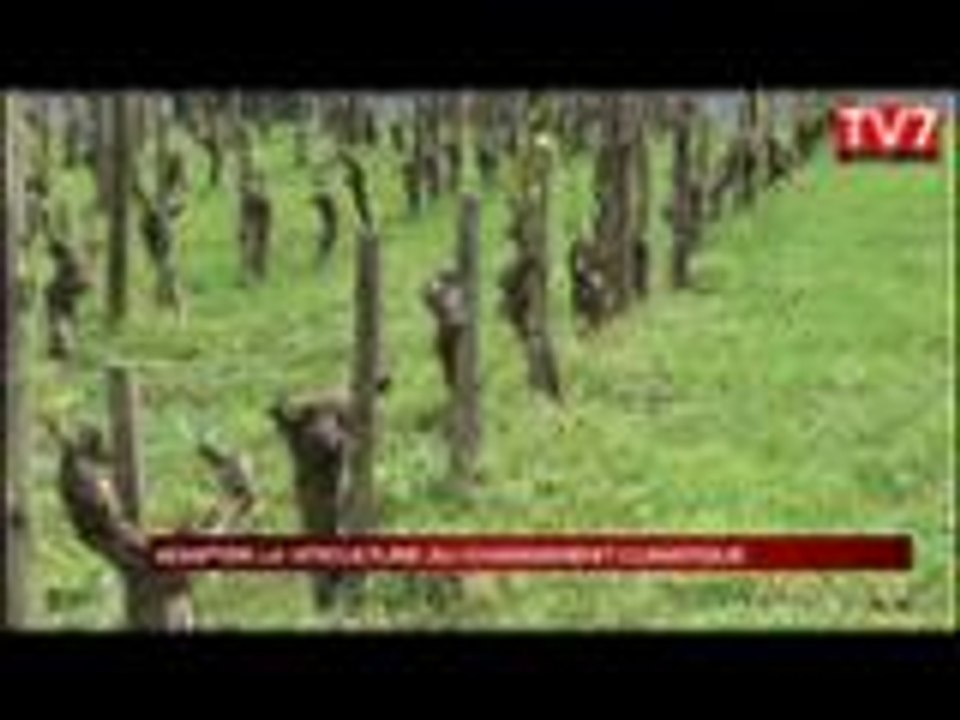 Vigne et changement climatique : les tests de l'inra