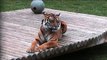 Sumatran Tiger in the rain - Mogo Zoo 25-4-12 - Australia