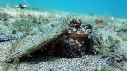 Small octopus uses flipflop to build its home