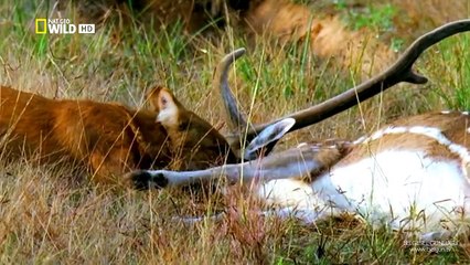 Muteşem Yırtıcılar - Asya Vahşi Köpekleri
