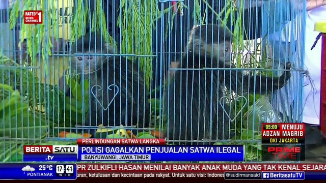 Polres Banyuwangi Gagalkan Penjualan Satwa Dilindungi