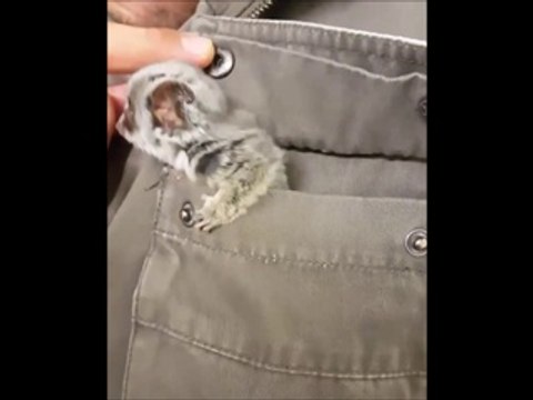 Un petit animal mignon sort de la poche d'une veste... Un Galago comme dans Madagascar