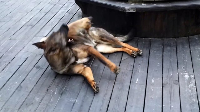 Ce petit renard ennuie un gros berger allemand... Rox et Rouky !