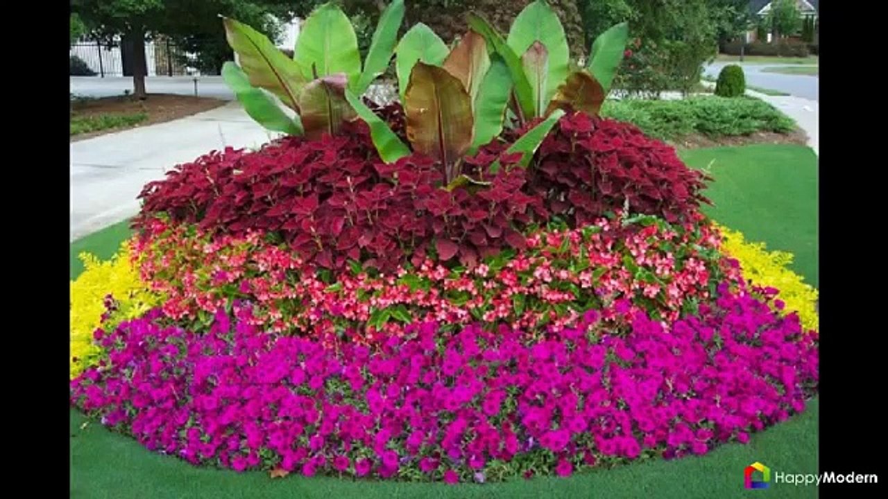 55 фото бальзамина - уход в саду и в домашних условиях