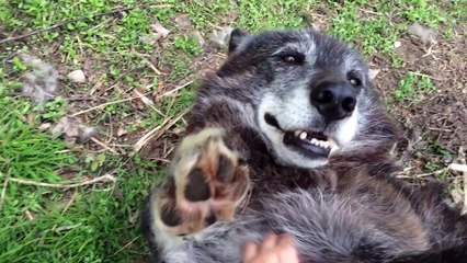 Qui a dit que les loups étaient des animaux féroces?! "C'est qui le toutou à sa maman..."