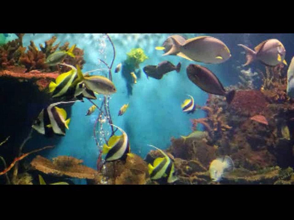 Aquarium