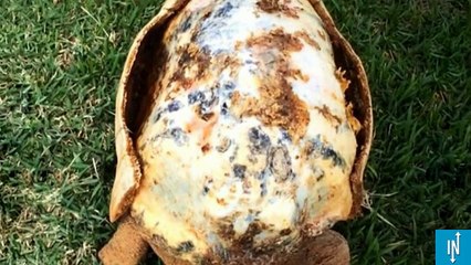 Une tortue a reçu une carapace imprimée en 3D, c'est une première