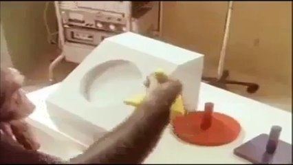 Funny Monkey Videos - Monkey Funny Videos - Ethnic Health Court - Best Funny Videos to Watch - Try Not To Laugh - FVS
