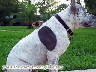 Ces poussins ont les parents les plus originaux du monde !