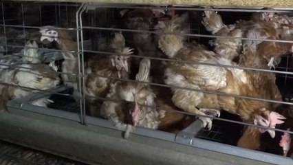 La maltraitance animale, en cinq campagnes de l'association L214