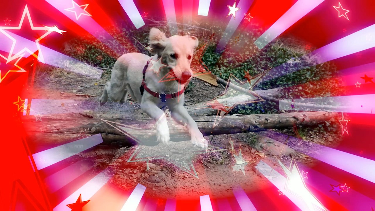 Sedona Hiking Montage - KobieDogUSA