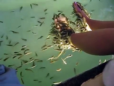 Fish cleaning Feet - Fish Spa