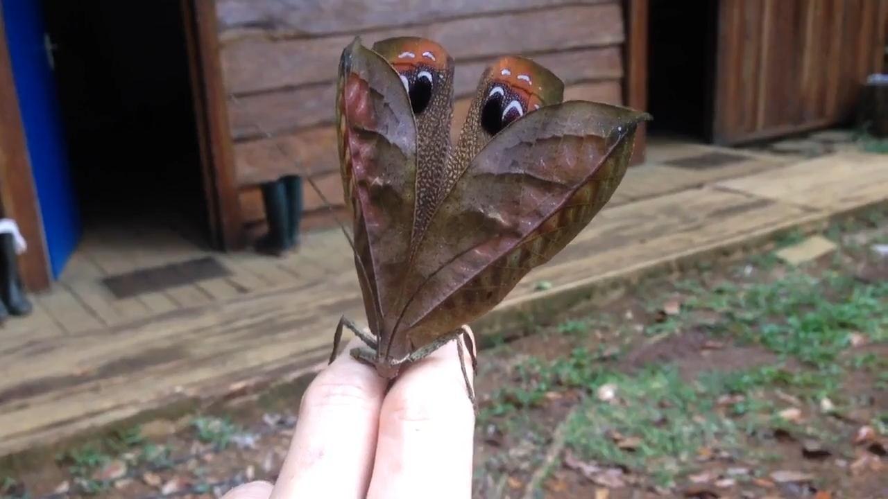 Amazing Insect