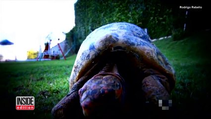 Après d'importantes brûlures, cette tortue reçoit une nouvelle carapace en 3D