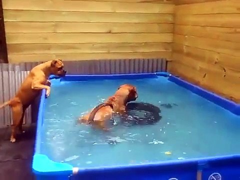 These Two Dogs Wanted To get This Tire ...What They Did Is Fantastic!