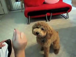 Cute brown poodle puppy BB doing cool tricks (v.2)聰明的紅貴賓