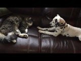 Energetic Puppy Just Wants to Play With Sleepy Cat