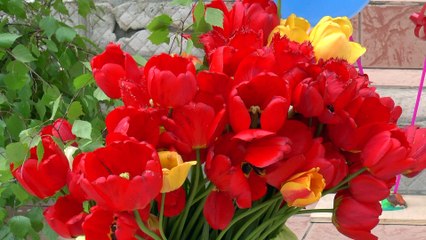 Последний Звонок 2015