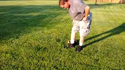 Wherever He Walks, Ducklings Adorably Follows