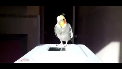 Cet oiseau est un véritable professionnel de la danse irlandaise !