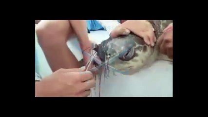 Doğaya Atılan Pisliklerden Mağdur Olan Hayvanlar