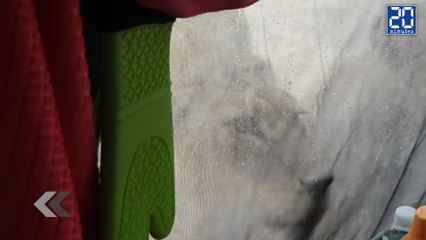Des lionnes lèchent la tente de touristes ! - Le rewind du mercredi 25 mai 2016.