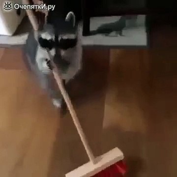 Енот подметает пол:) super prikol