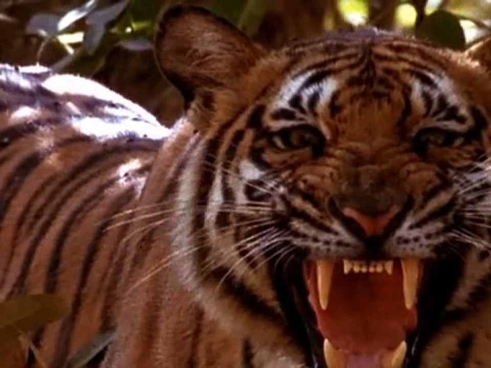 BM: 16 yılda 164 binin üzerinde vahşi yaşam suçu işlendi