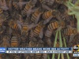 Hotter weather means more bee activity