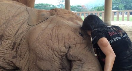 Un éléphant s'endort avec une berceuse