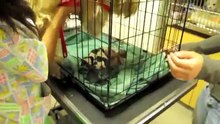 Le triste destin de cette chienne de race Shih Tzu