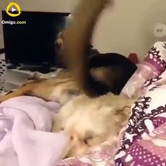 Clip vui về động vật, không thể nhìn cười