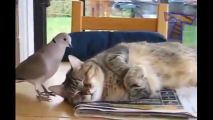 Video Khoảnh khắc hài hước của động vật