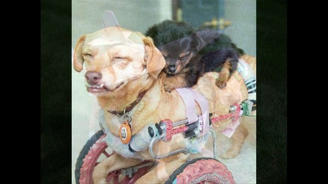 Những hình ảnh hài hước nhất thế giới về động vật