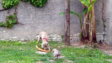 Chienne braque de weimar et sa porté rire