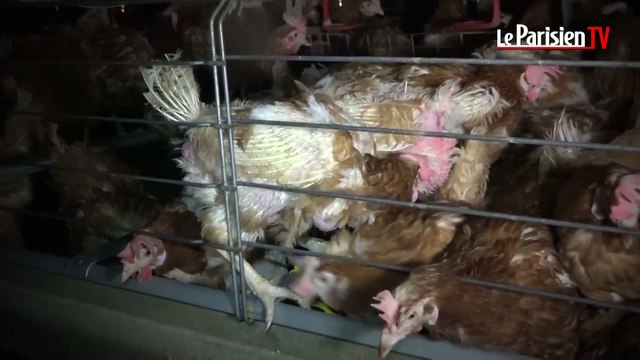L214 : nouvelle vidéo-choc dans un élevage de poules
