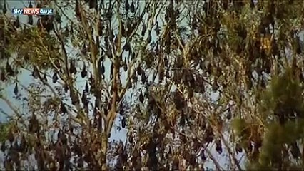 الخفافيش تغزو مدينة أسترالية بأعداد هائلة