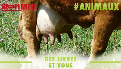 [Des Livres et Vous] "La cause des vaches" : Le cri d'indignation contre les "usines à lait"