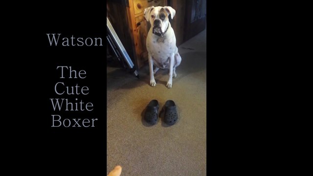 Ce que ce chien fait avec les nouvelles chaussures de son maître vous fera tordre de rire !