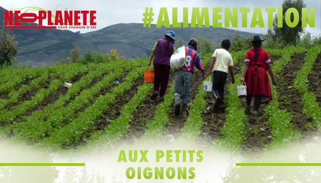 [Aux Petits Oignons] Un quinoa superstar peut-il être éthique ?