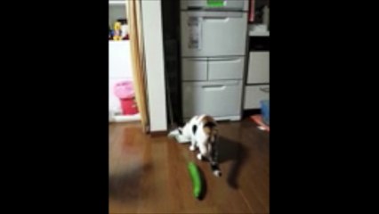 Un chat a la peur de sa vie quand il aperçoit....... un concombre