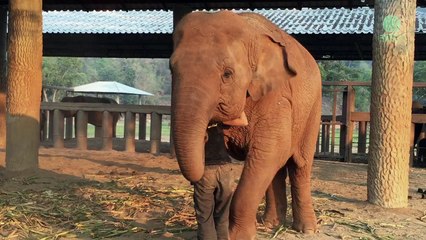Une berceuse endort un éléphant