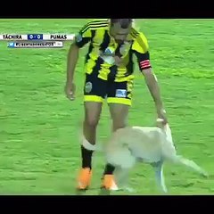 Cute dog breaks into the field to play football.