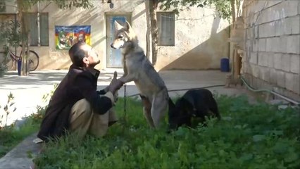 مواطن عراقي يربي ذئبين بحديقة منزله